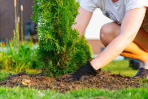 woman planting thuja in the garden